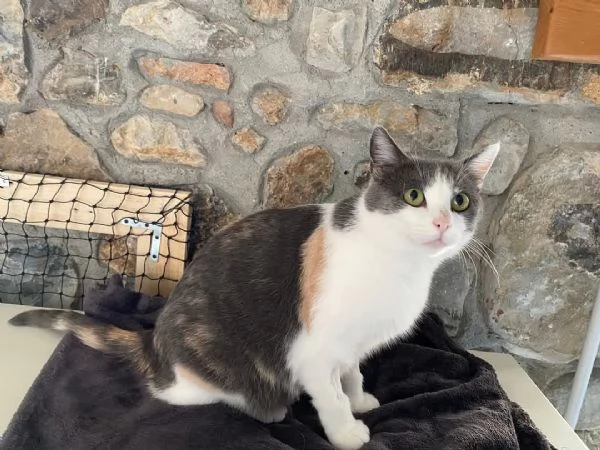 Adotta la dolcissima gatta Luci  | Foto 0