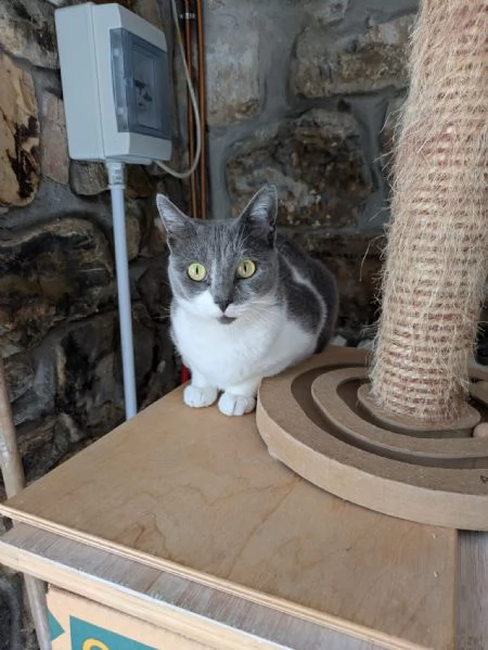 La simpaticissima Micia cerca casa | Foto 4