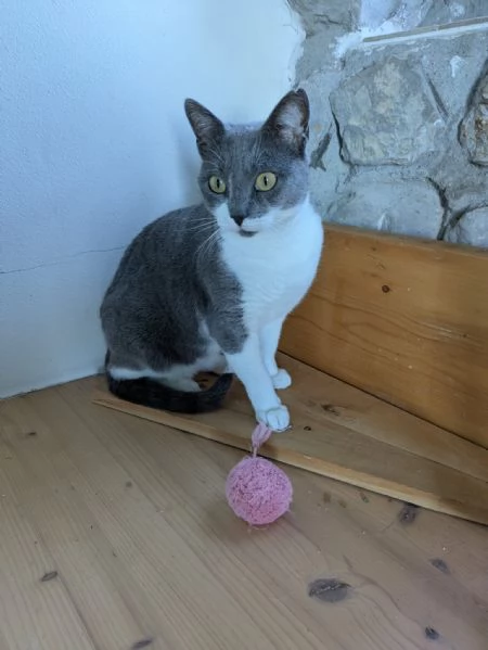 La simpaticissima Micia cerca casa | Foto 3