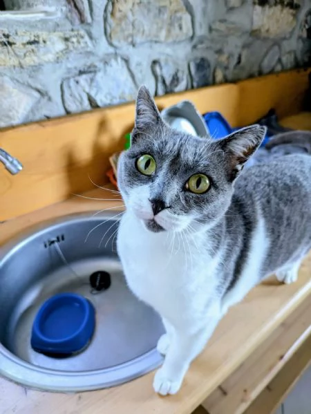 La simpaticissima Micia cerca casa