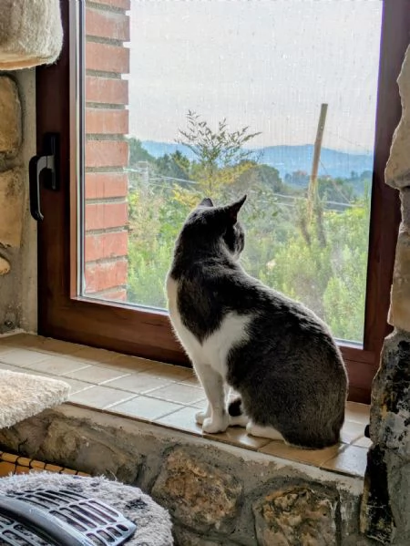 La simpaticissima Micia cerca casa | Foto 2