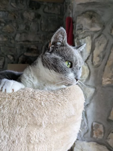 La simpaticissima Micia cerca casa | Foto 0