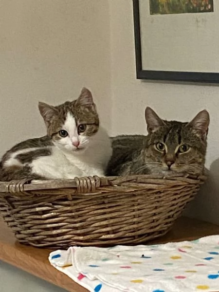 Mamma gatta e la coccola di mamma