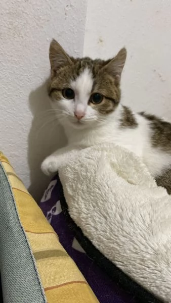 Mamma gatta e la coccola di mamma | Foto 5