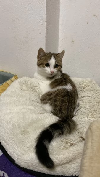 Mamma gatta e la coccola di mamma | Foto 2