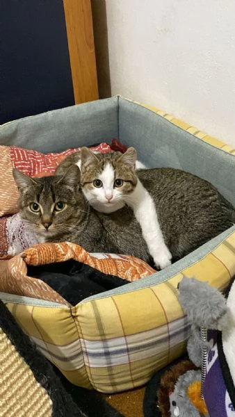 Mamma gatta e la coccola di mamma | Foto 0