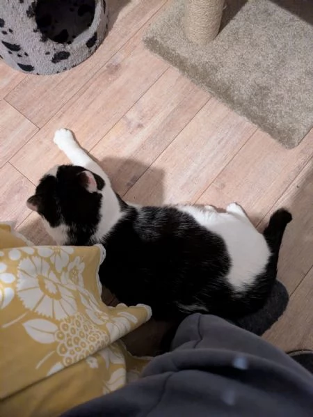 Mau micione timido buono e bello | Foto 2