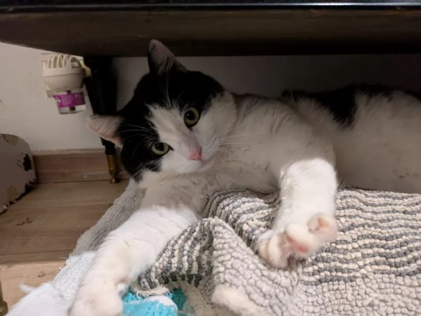 Mau micione timido buono e bello | Foto 1