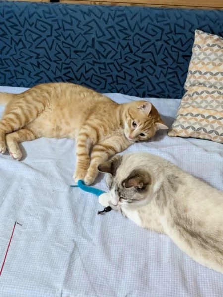 Spritz e Bailey bellissimi mici giovanotti | Foto 5