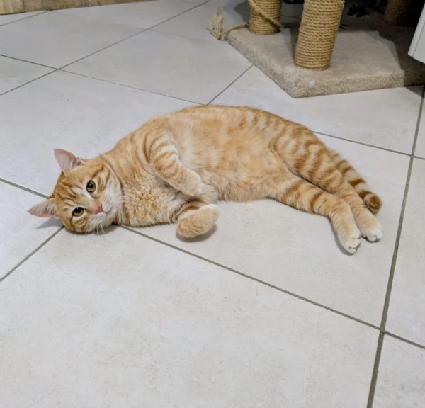 Spritz e Bailey bellissimi mici giovanotti | Foto 4