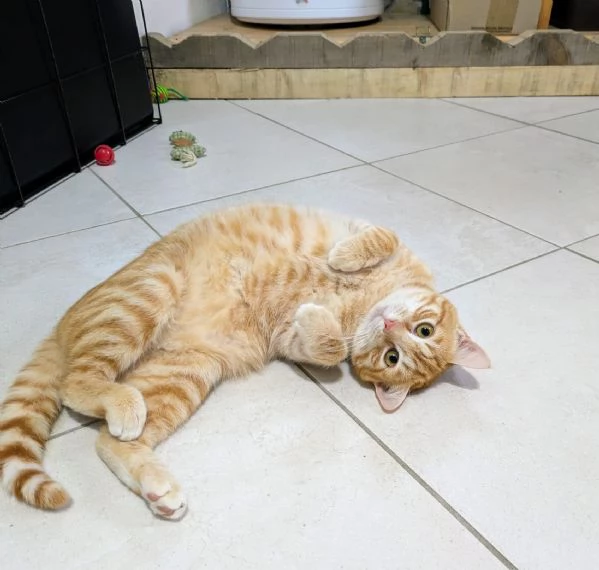 Spritz e Bailey bellissimi mici giovanotti | Foto 2