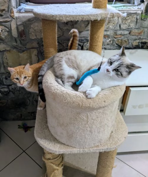 Spritz e Bailey bellissimi mici giovanotti | Foto 1