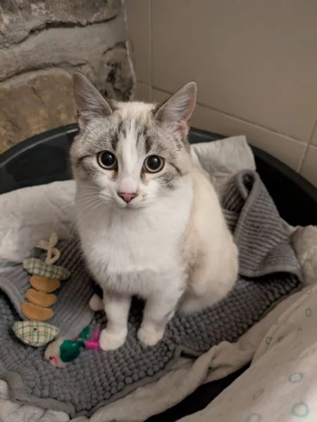 Spritz e Bailey bellissimi mici giovanotti | Foto 0