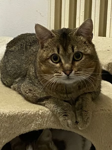 Bib cerca adozione del cuore  | Foto 5