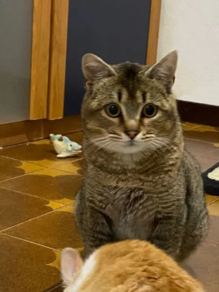 Bib cerca adozione del cuore  | Foto 4