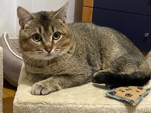 Bib cerca adozione del cuore 