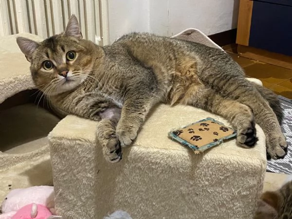 Bib cerca adozione del cuore  | Foto 3