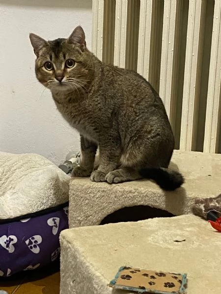 Bib cerca adozione del cuore  | Foto 2