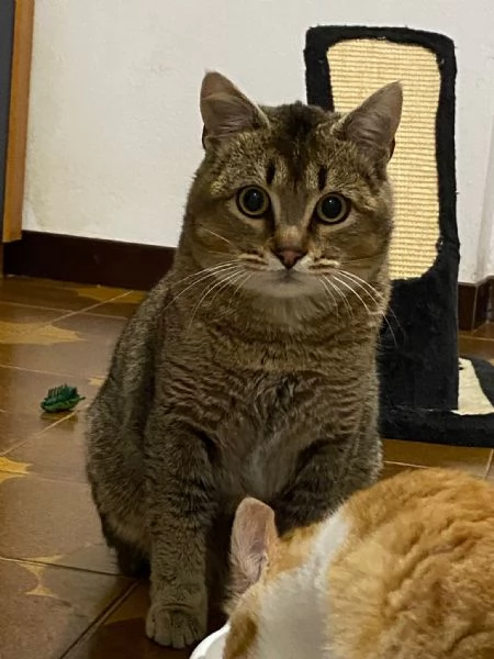 Bib cerca adozione del cuore  | Foto 1