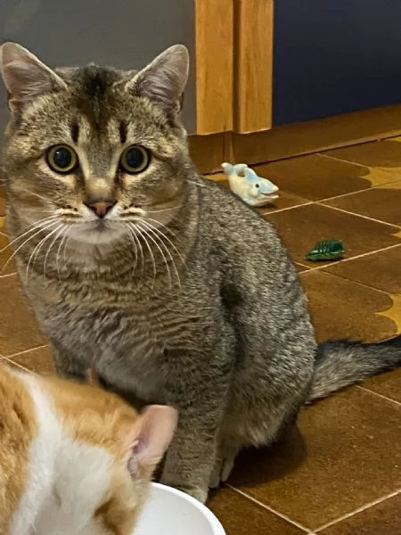 Bib cerca adozione del cuore  | Foto 0