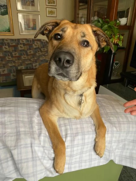 Una nuova famiglia per Carmen