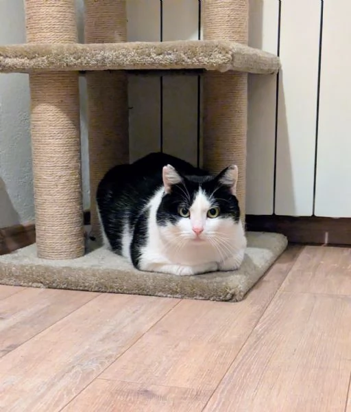 Mau micione timido buono e bello | Foto 6