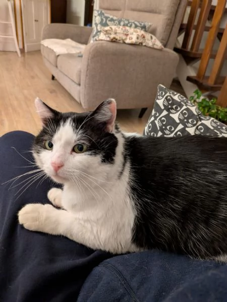 Mau micione timido buono e bello | Foto 5