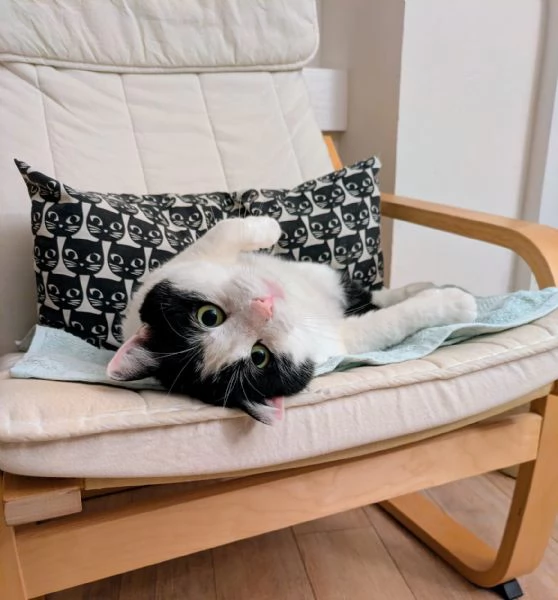 Mau micione timido buono e bello | Foto 4