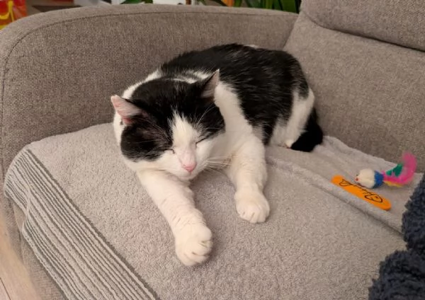 Mau micione timido buono e bello | Foto 3