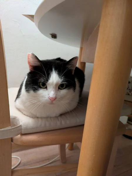 Mau micione timido buono e bello | Foto 2