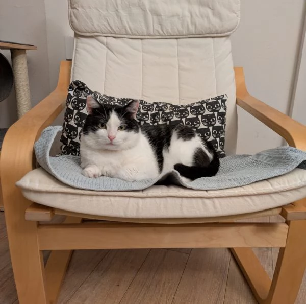 Mau micione timido buono e bello | Foto 1