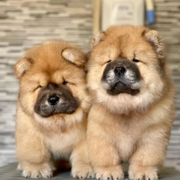 regalo bianchi cuccioli di chow chow cuccioli di chow chow bianchi  crema  molto belli maschi e f