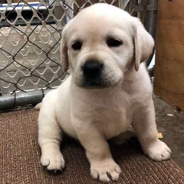 simpatici cuccioli di labrador retriever in adozione