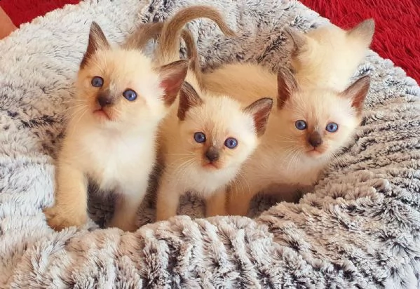 cuccioli siamesi