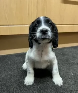 cuccioli di cocker spaniel