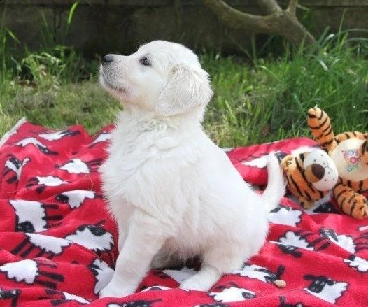 cremi cuccioli di golden retriever di tre mesi | Foto 1