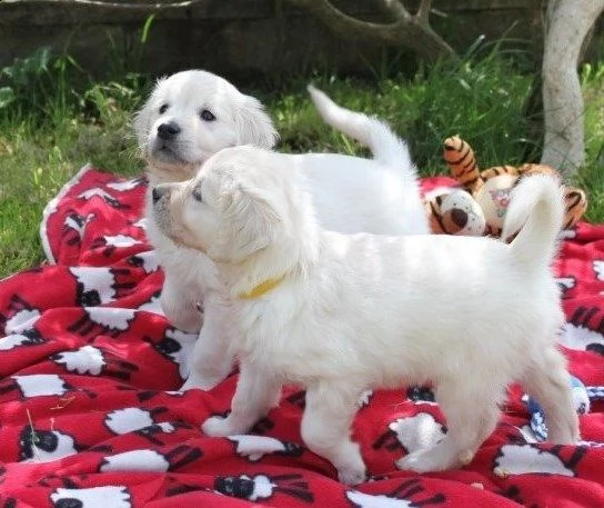 cremi cuccioli di golden retriever di tre mesi