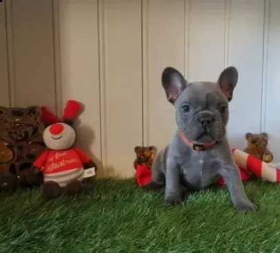 bellissimi cuccioli di bouledogue francese | Foto 0