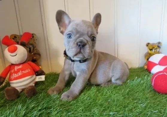 bellissimi cuccioli di bouledogue francese