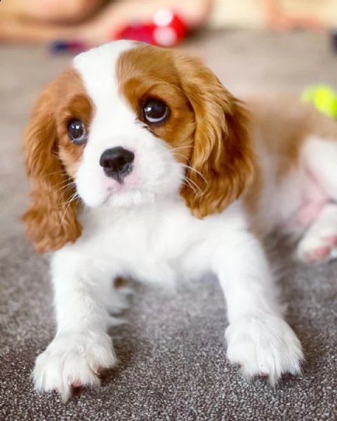 regalo cuccioli di razza cavalier king consegna con il libretto sanitario  il michrochip vaccinati