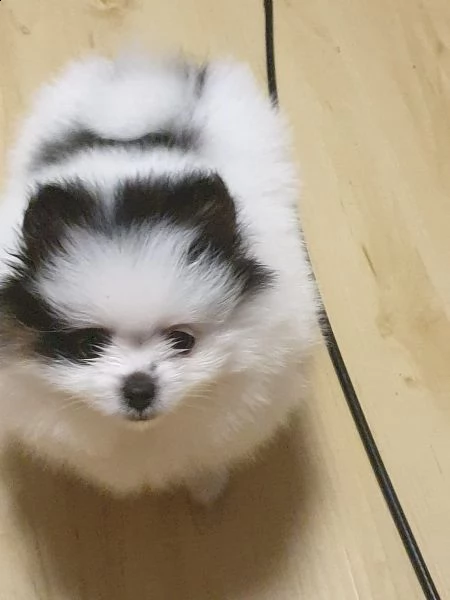 stupendi cuccioli di volpino di pomerania