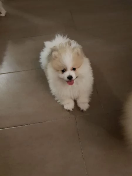 stupendi cuccioli di volpino di pomerania | Foto 6