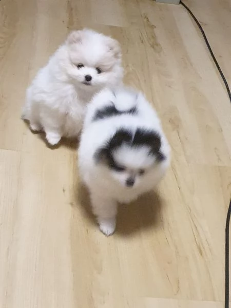 stupendi cuccioli di volpino di pomerania | Foto 5
