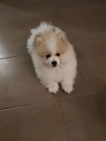 stupendi cuccioli di volpino di pomerania | Foto 4