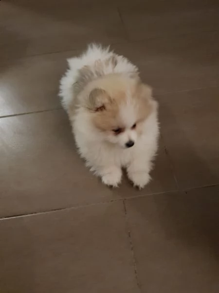 stupendi cuccioli di volpino di pomerania | Foto 3