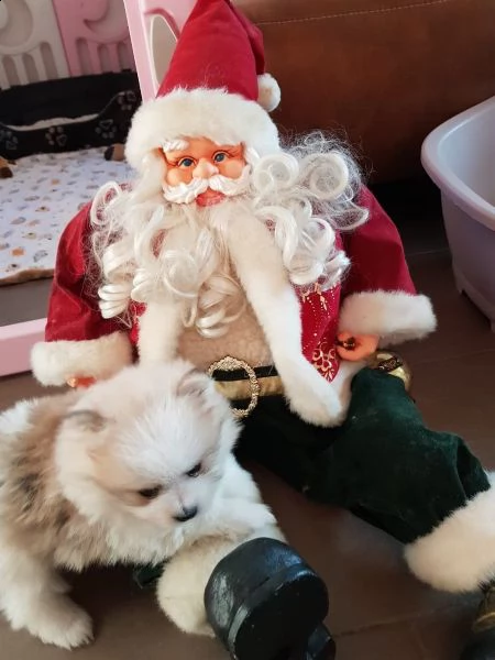 stupendi cuccioli di volpino di pomerania | Foto 2