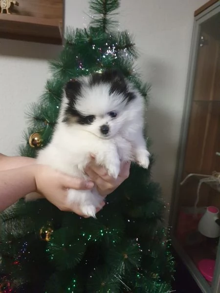 stupendi cuccioli di volpino di pomerania | Foto 1