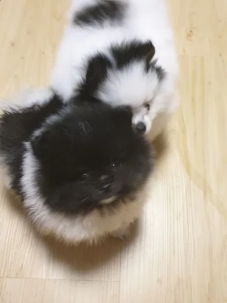 stupendi cuccioli di volpino di pomerania | Foto 0