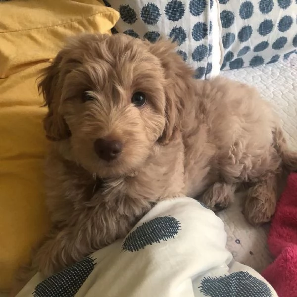 cuccioli goldendoodle in adozione intorno a te | Foto 0