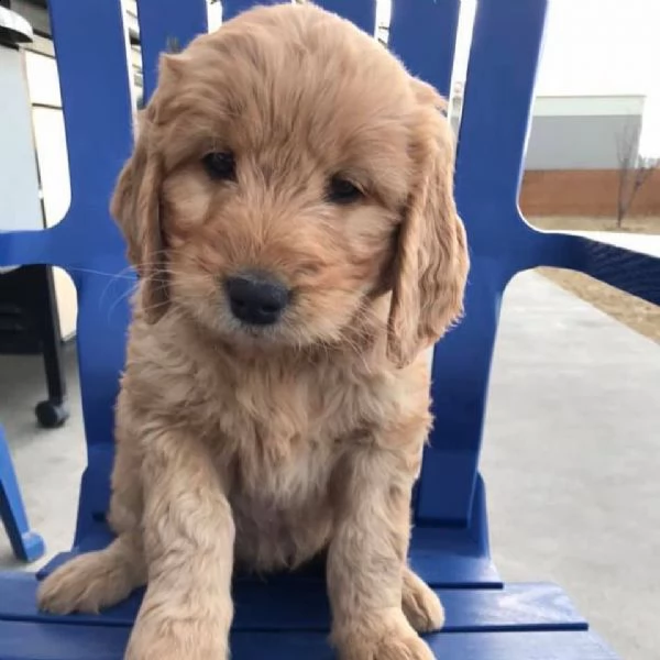 cuccioli goldendoodle in adozione intorno a te